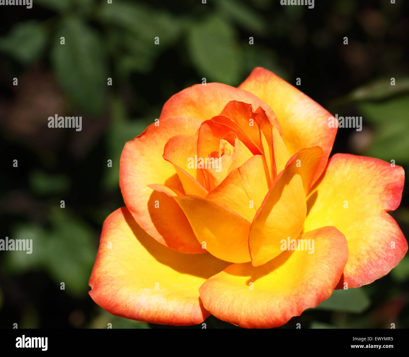 Orange blossom special hi-res stock photography and images - Alamy