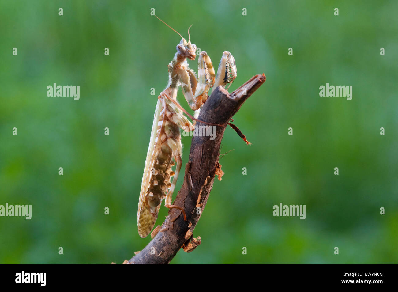 Mantis Stock Photo