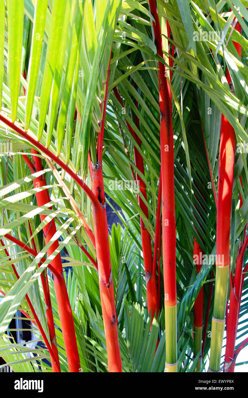 clumping lipstick palm or Cyrtostachys renda Stock Photo