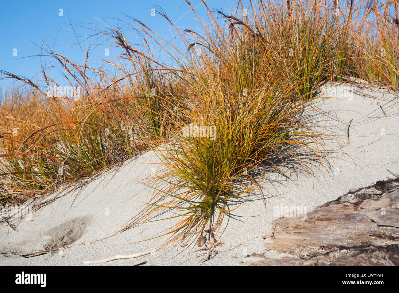 Desmoschoenus spiralis is a sand-binding plant only found in New Zealand Stock Photo