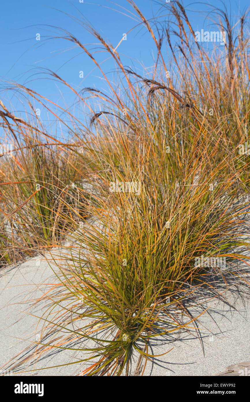 Desmoschoenus spiralis is a sand-binding plant only found in New Zealand Stock Photo