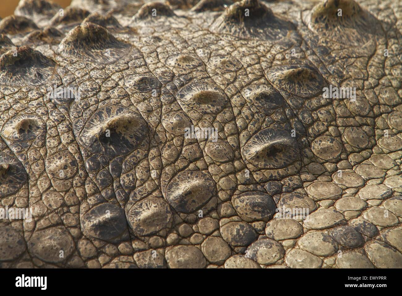 Detail of crocodile's skin. Close up of the texture Stock Photo - Alamy