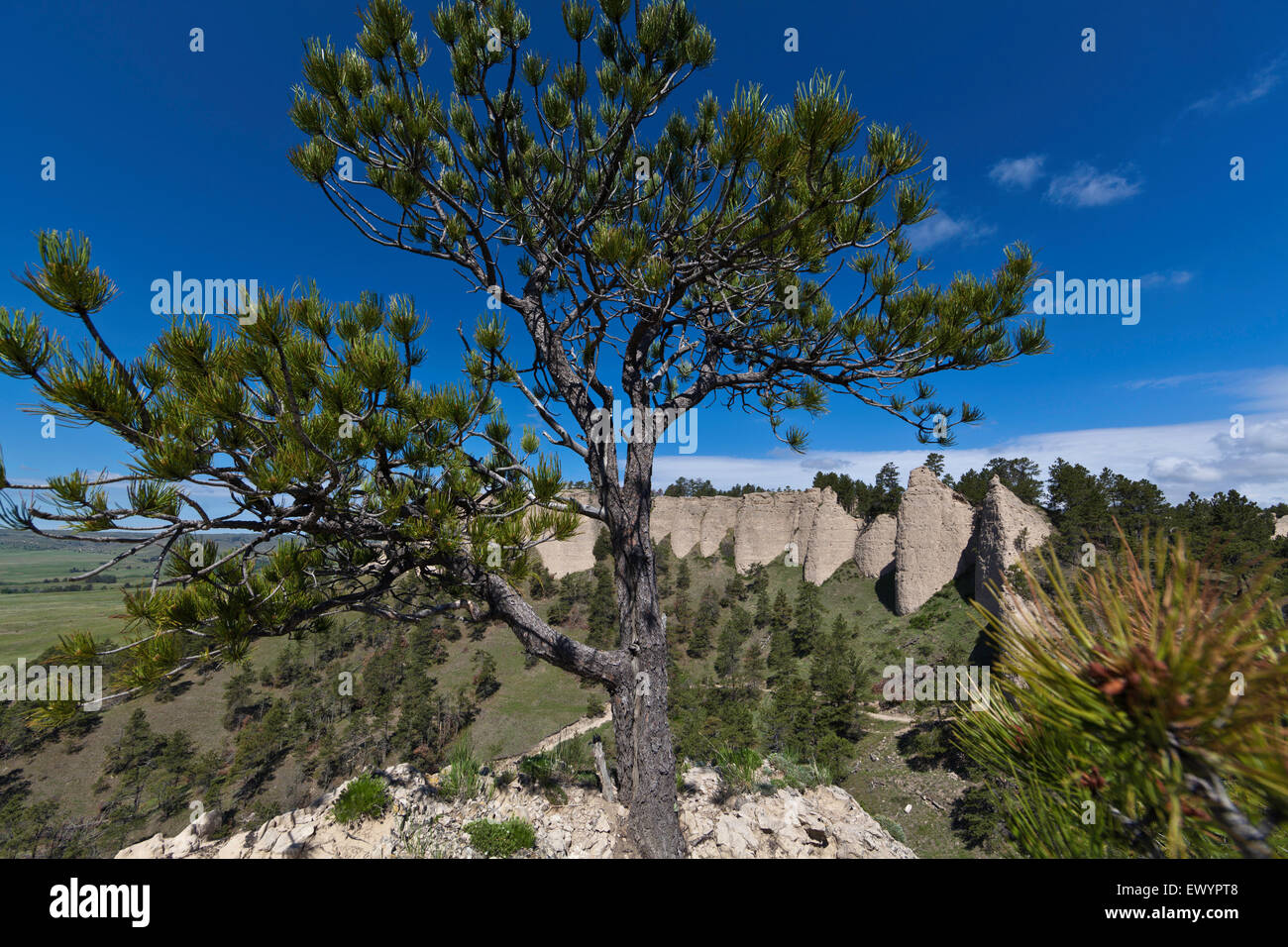 Pine tree and sandstone formations in Western Nebraska Stock Photo Alamy