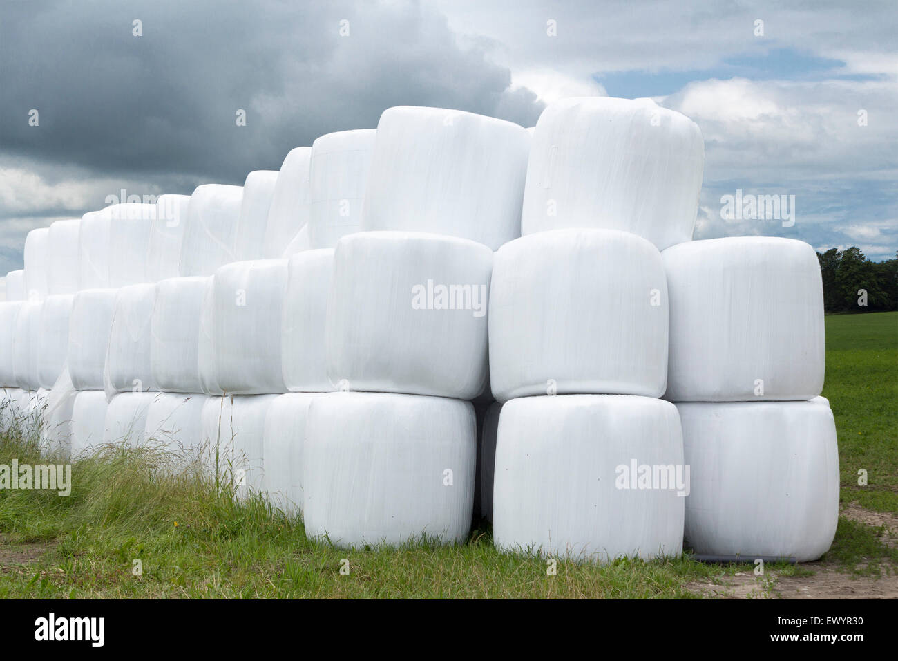 Stack of round hay bales wrapped in white plastic in a farm field on a stormy cloudy day Stock Photo