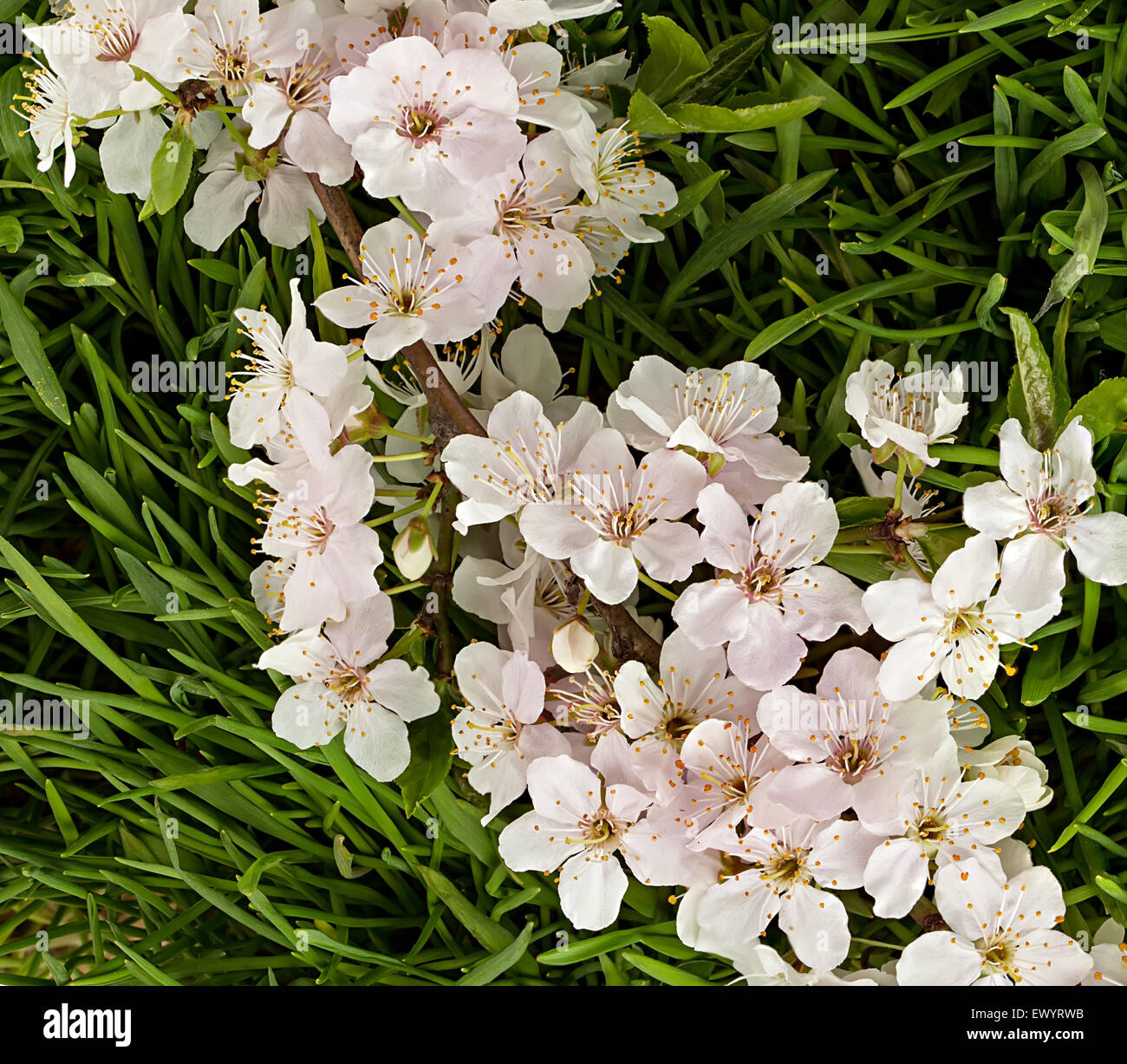 Green grass with blooming apple tree branch Stock Photo