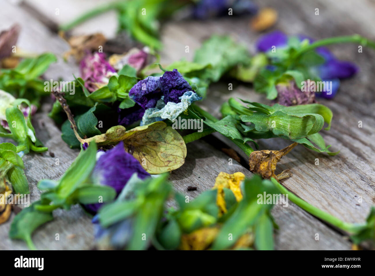 Dried flowers and greenery on wood Stock Photo Alamy