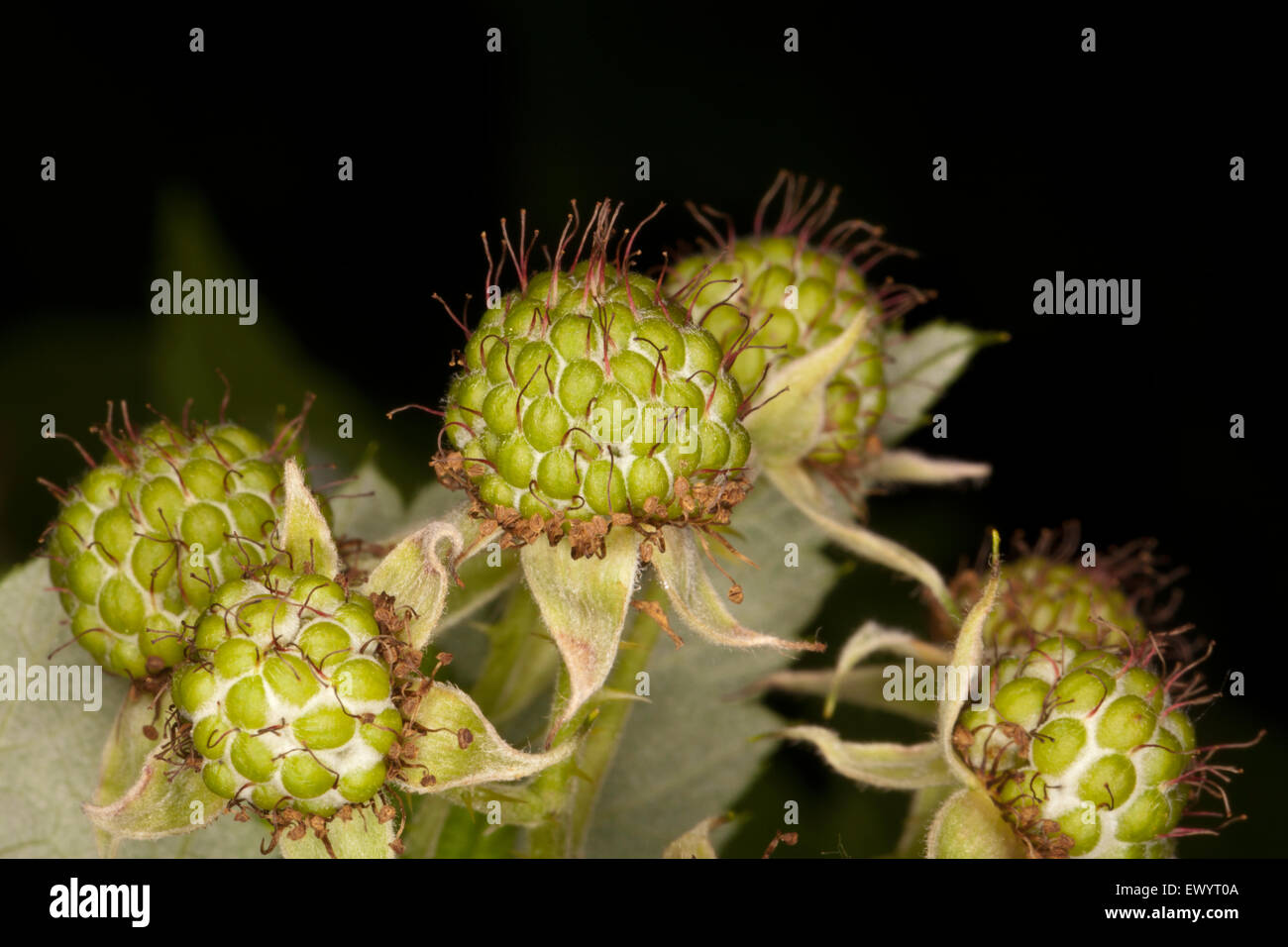 Unripe black raspberries cluster Stock Photo - Alamy