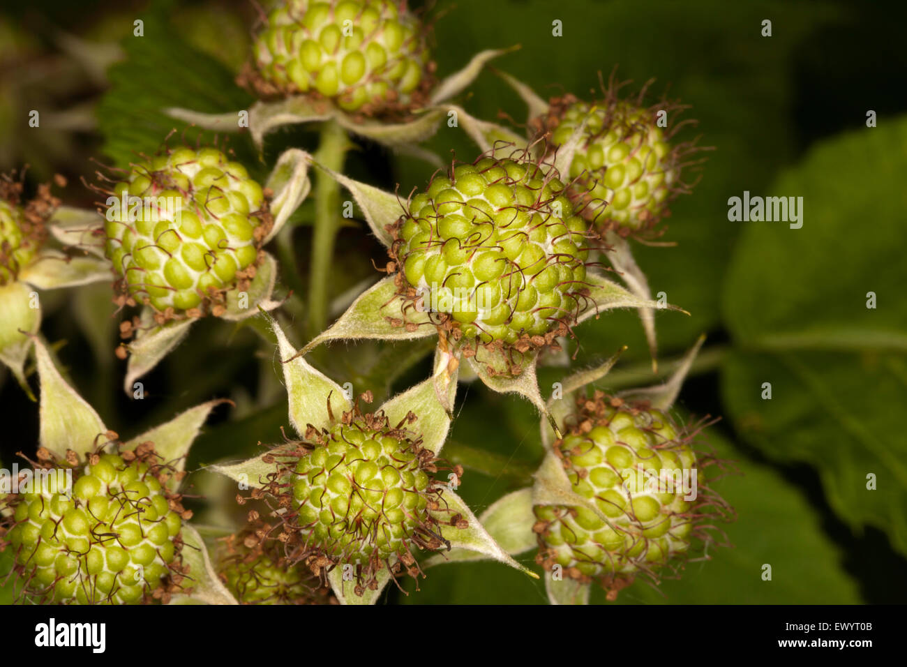 Black raspberries hi-res stock photography and images - Alamy