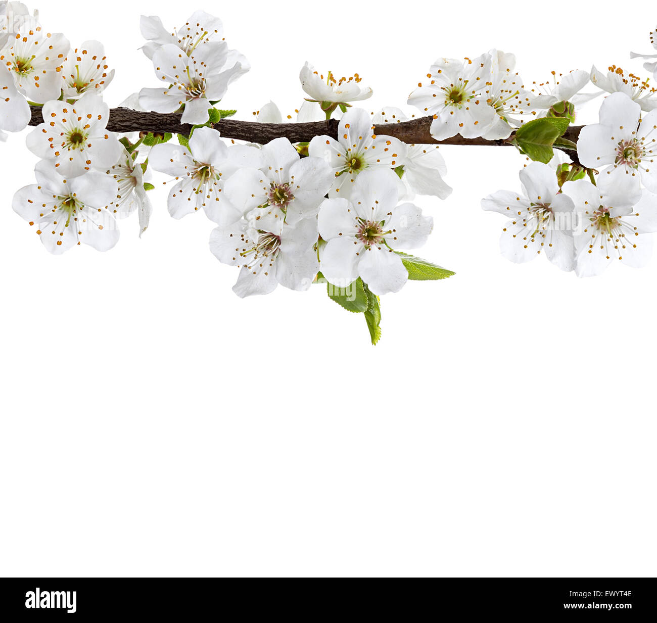 Flowering apple blossom branches Stock Photo