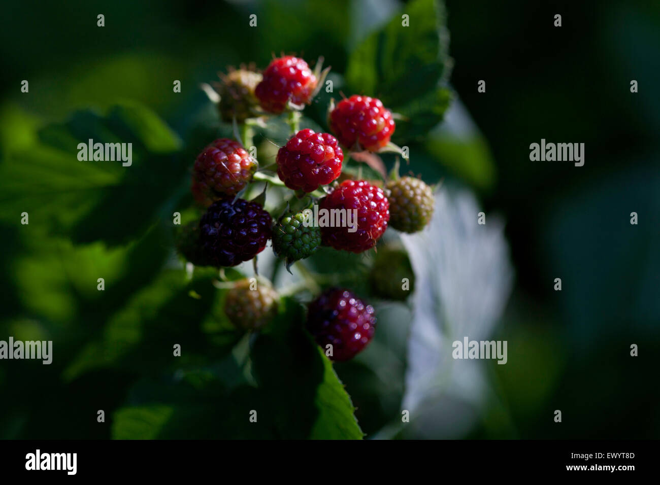 Underipe Raspberries Black raspberries (unripe Stock Photo - Alamy
