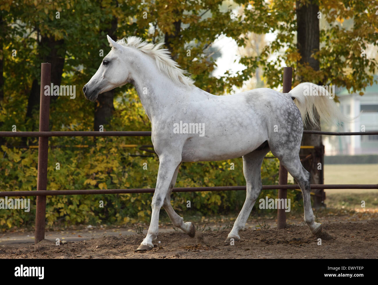 Galloping arabian sportive breed horse in corral Stock Photo