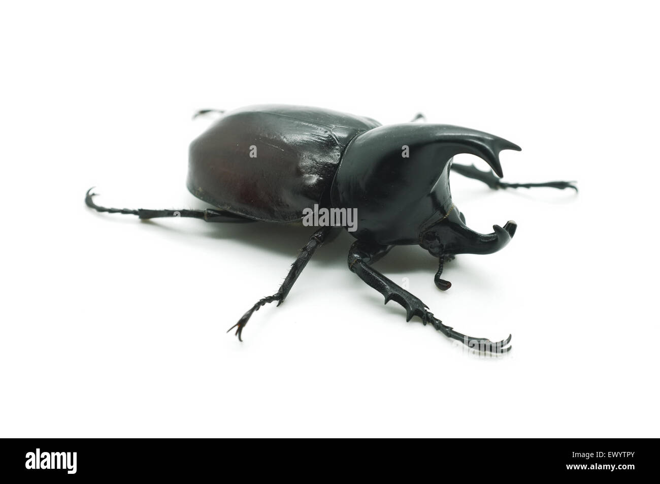 Rhino big horn beetle bug Stock Photo
