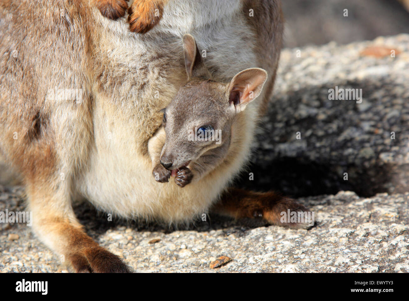 a rock wallaby with a young joey in mothers pouch at Granite Gorge near Mareeba Stock Photo