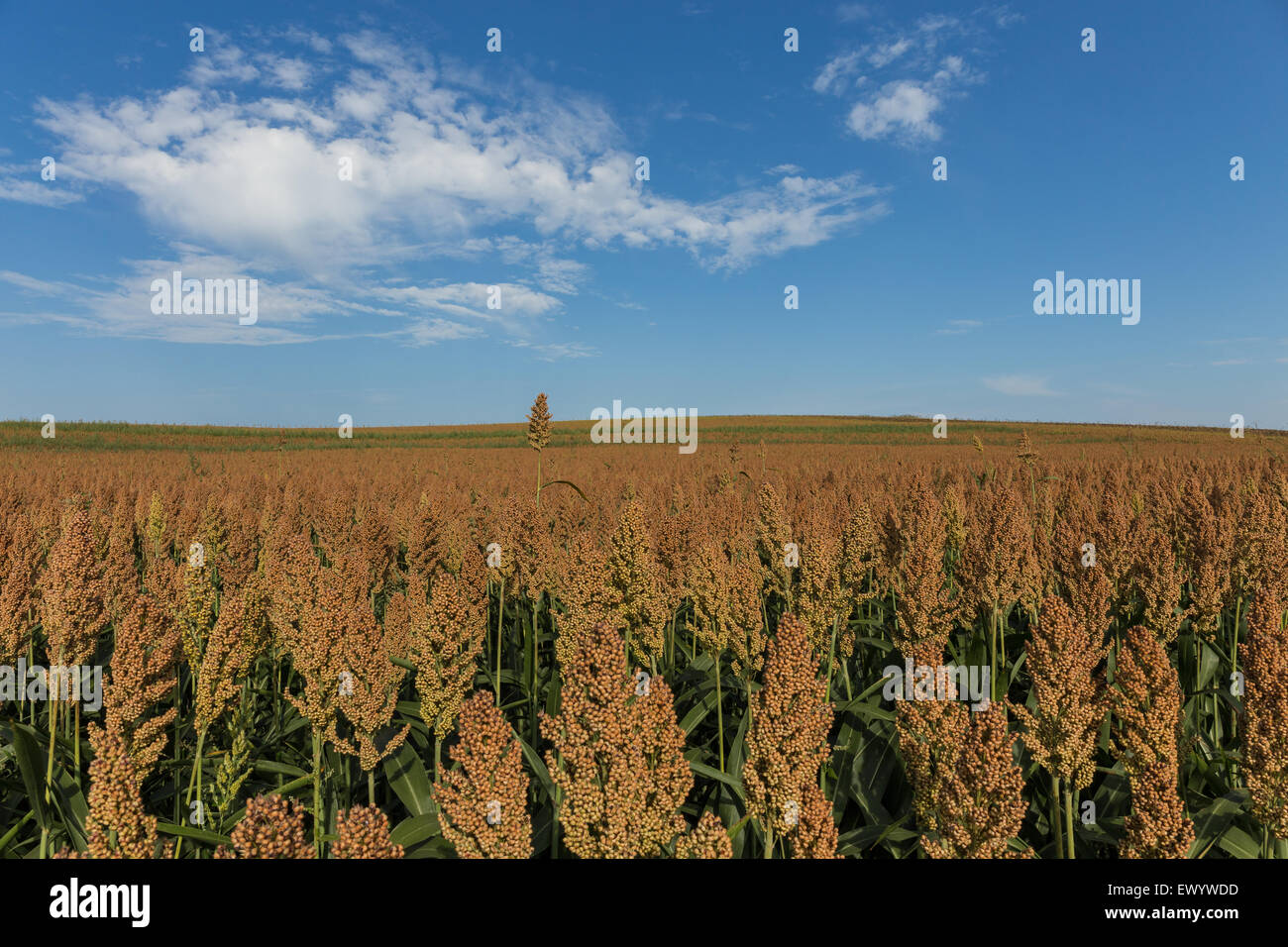 large field blue sky Stock Photo - Alamy