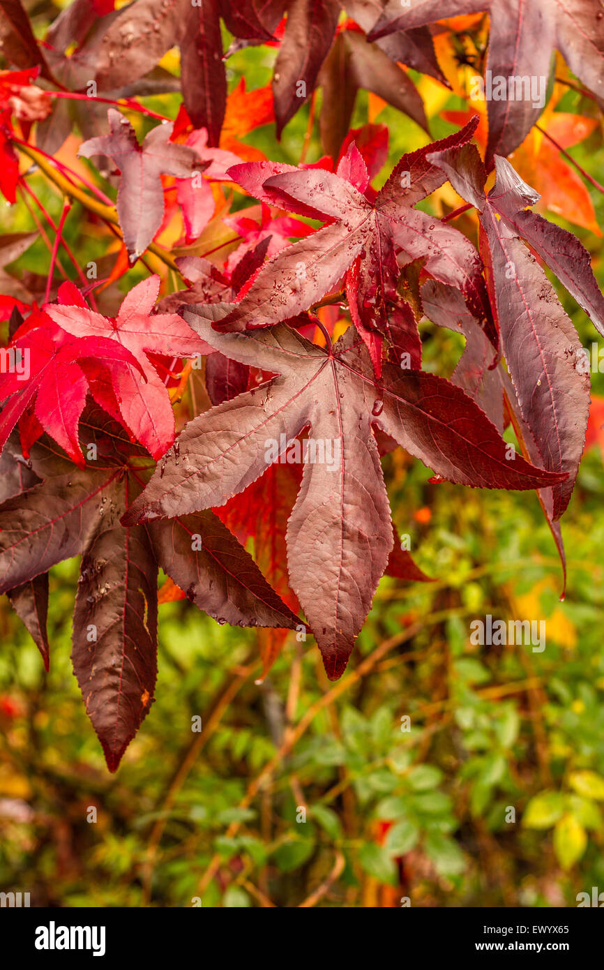 Elm leaves at autumn time in full colour with seasonal change. Stock Photo