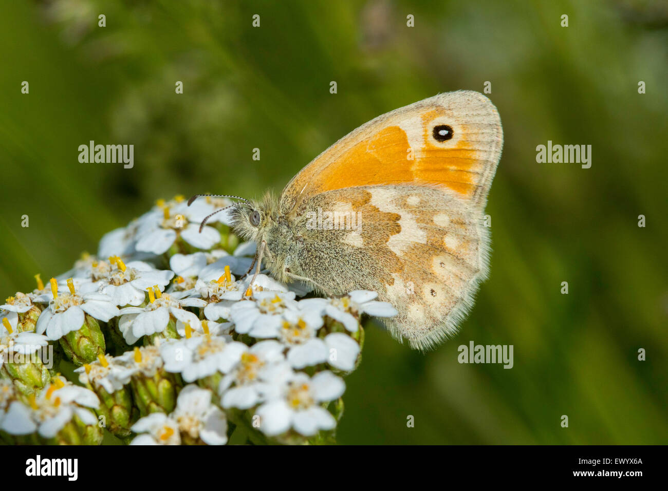 Common Ringlet Coenonympha tullia near Bryce Canyon National  Park, Garfield County, Utah, United States 22 June       Adult Stock Photo