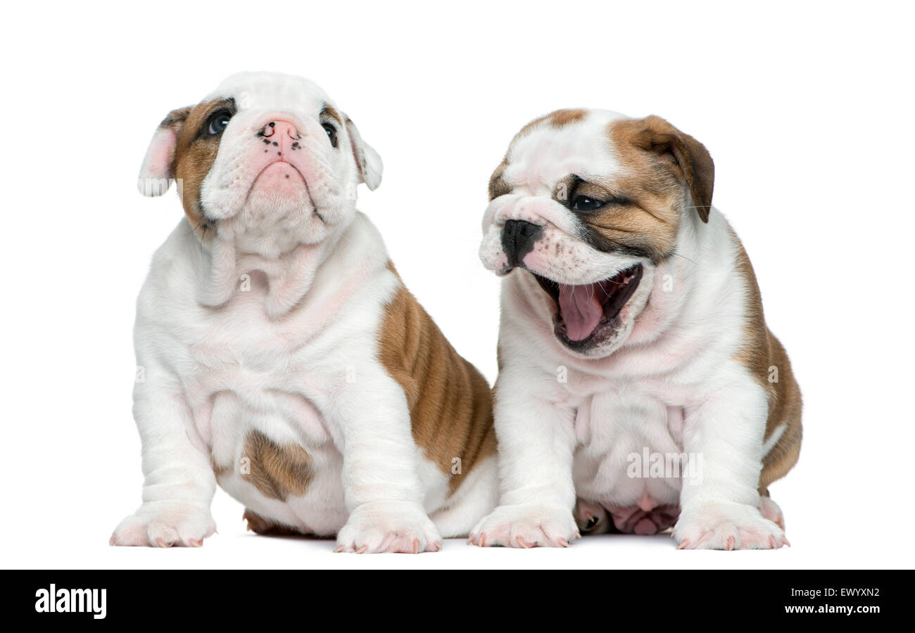 English bulldog puppy in front of white background Stock Photo