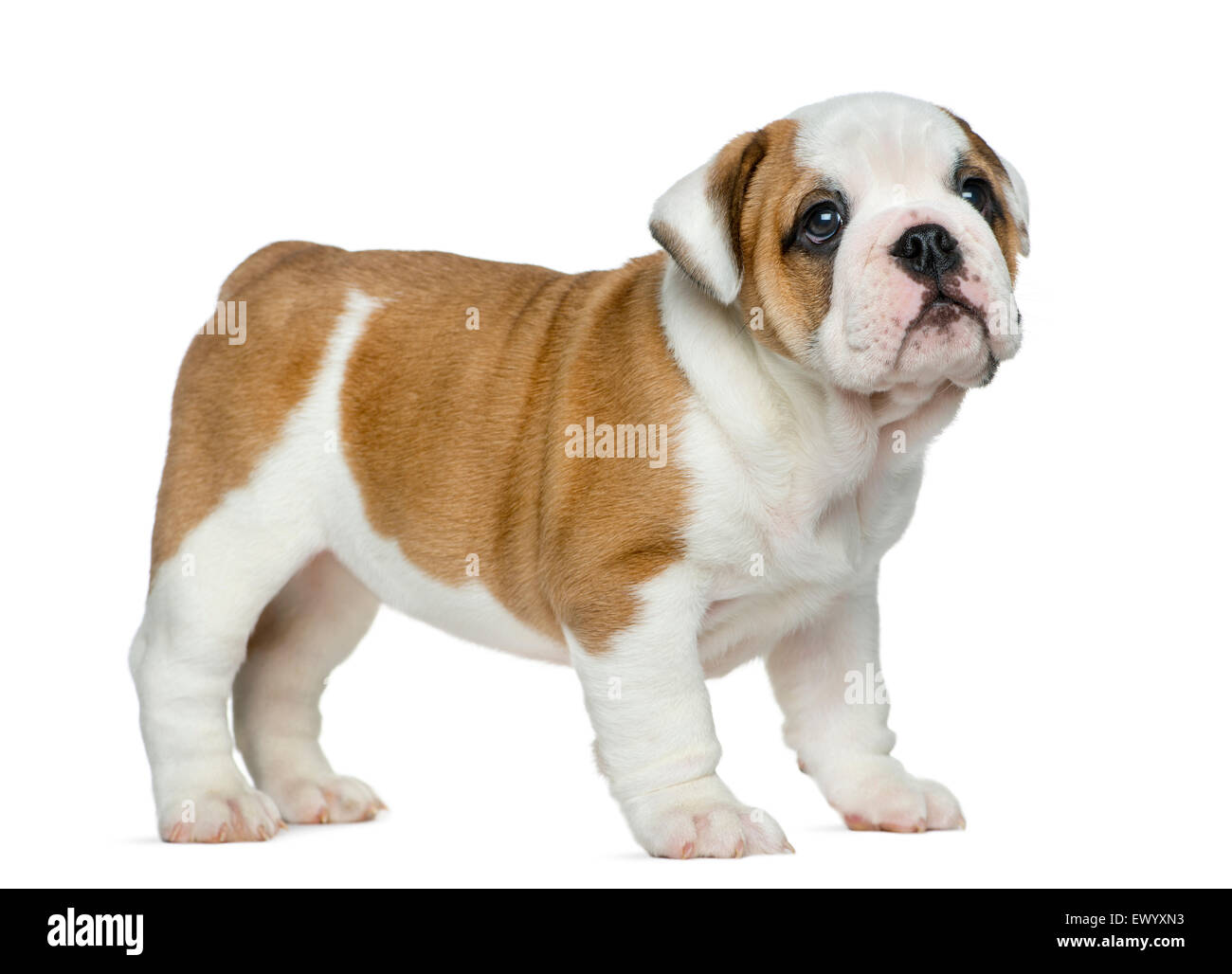 English bulldog puppy in front of white background Stock Photo