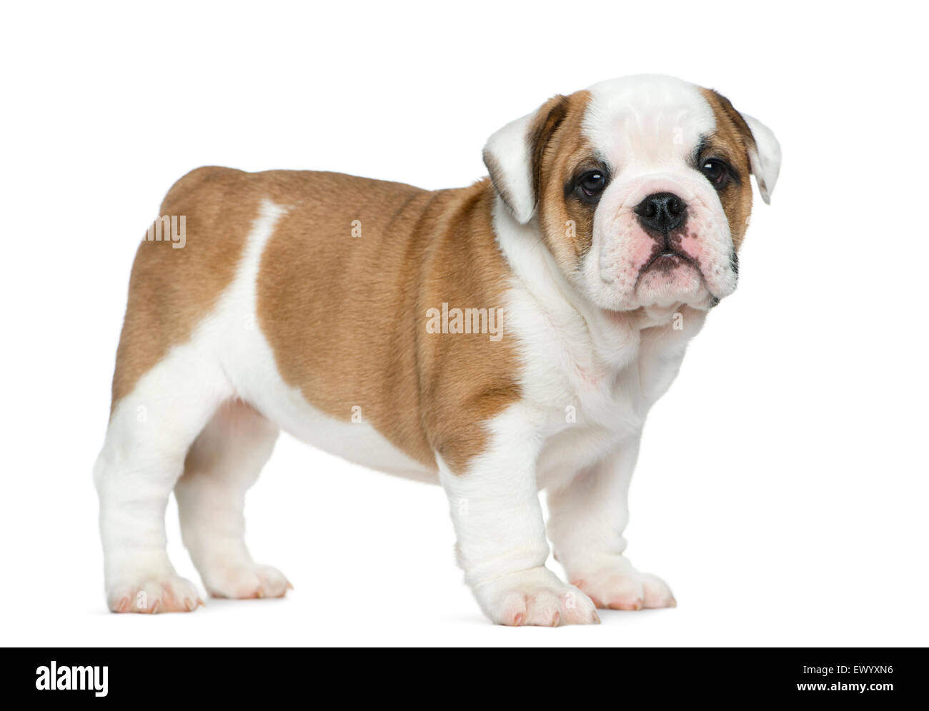 English bulldog puppy present hi-res stock photography and images - Alamy