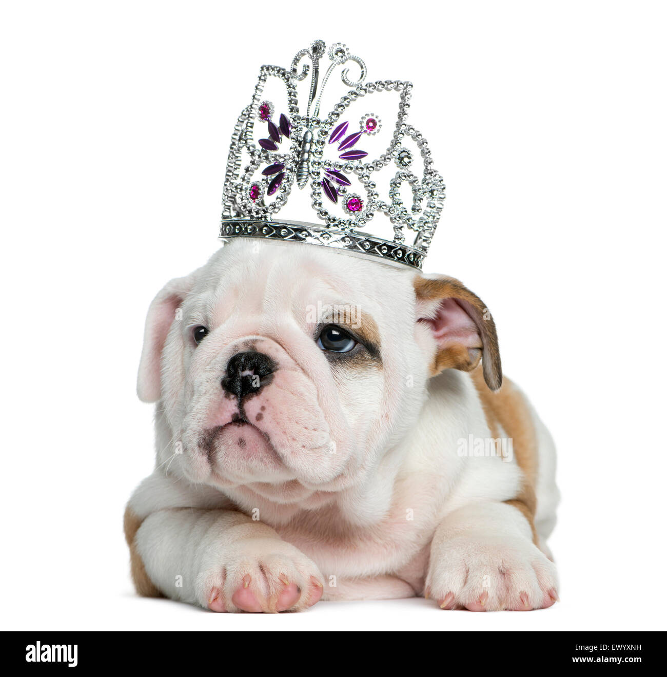 English bulldog puppy wearing a diadem in front of white background Stock Photo