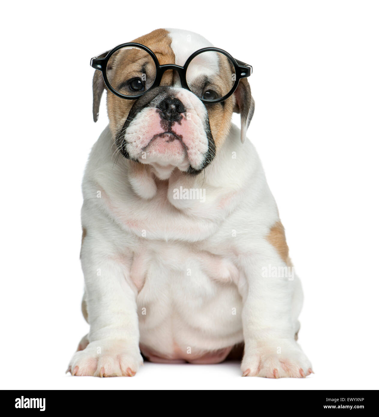 Bulldog with glasses hotsell