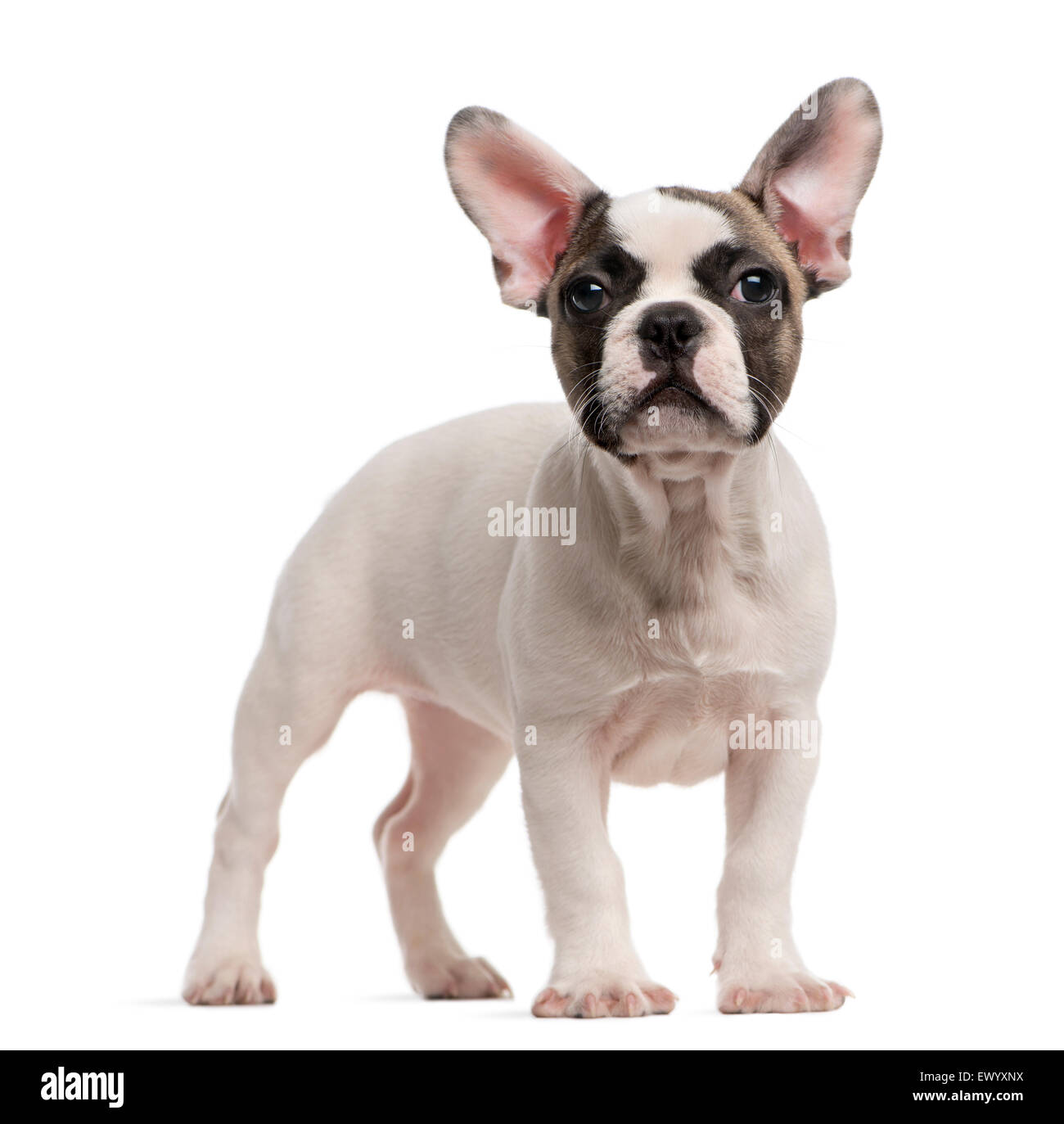 French Bulldog (3 months old) standing in front of a white background Stock Photo