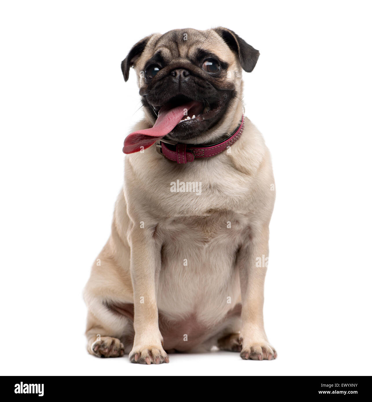 Pug 9 Months Old Stock Photo By lifeonwhite 47813255 59 OFF