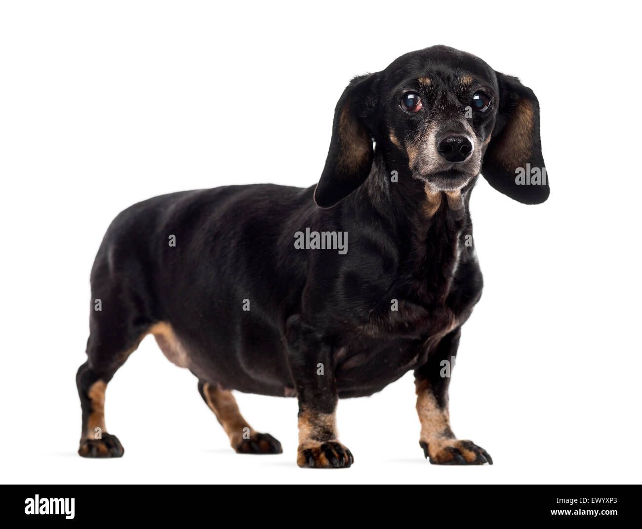 Old Dachshund in front of a white background Stock Photo