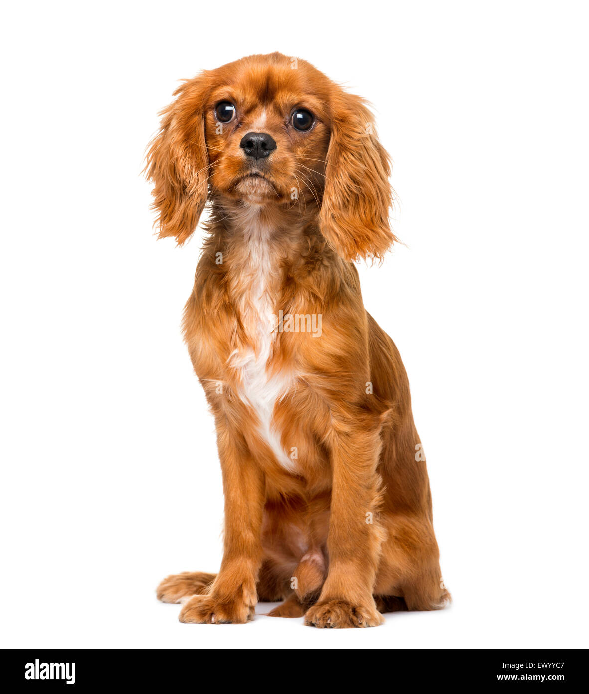 Cavalier King Charles Spaniel 8 Months Old In Front Of A White