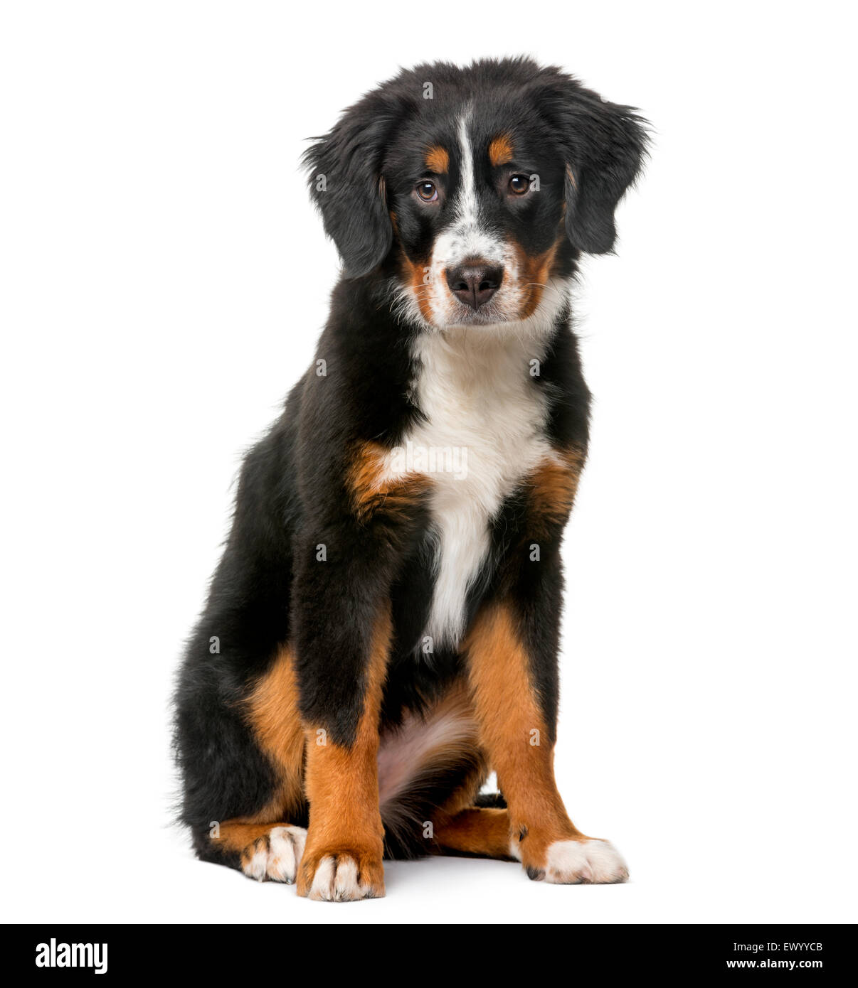 Bernese Mountain Dog puppy (5 months old) in front of a white background Stock Photo