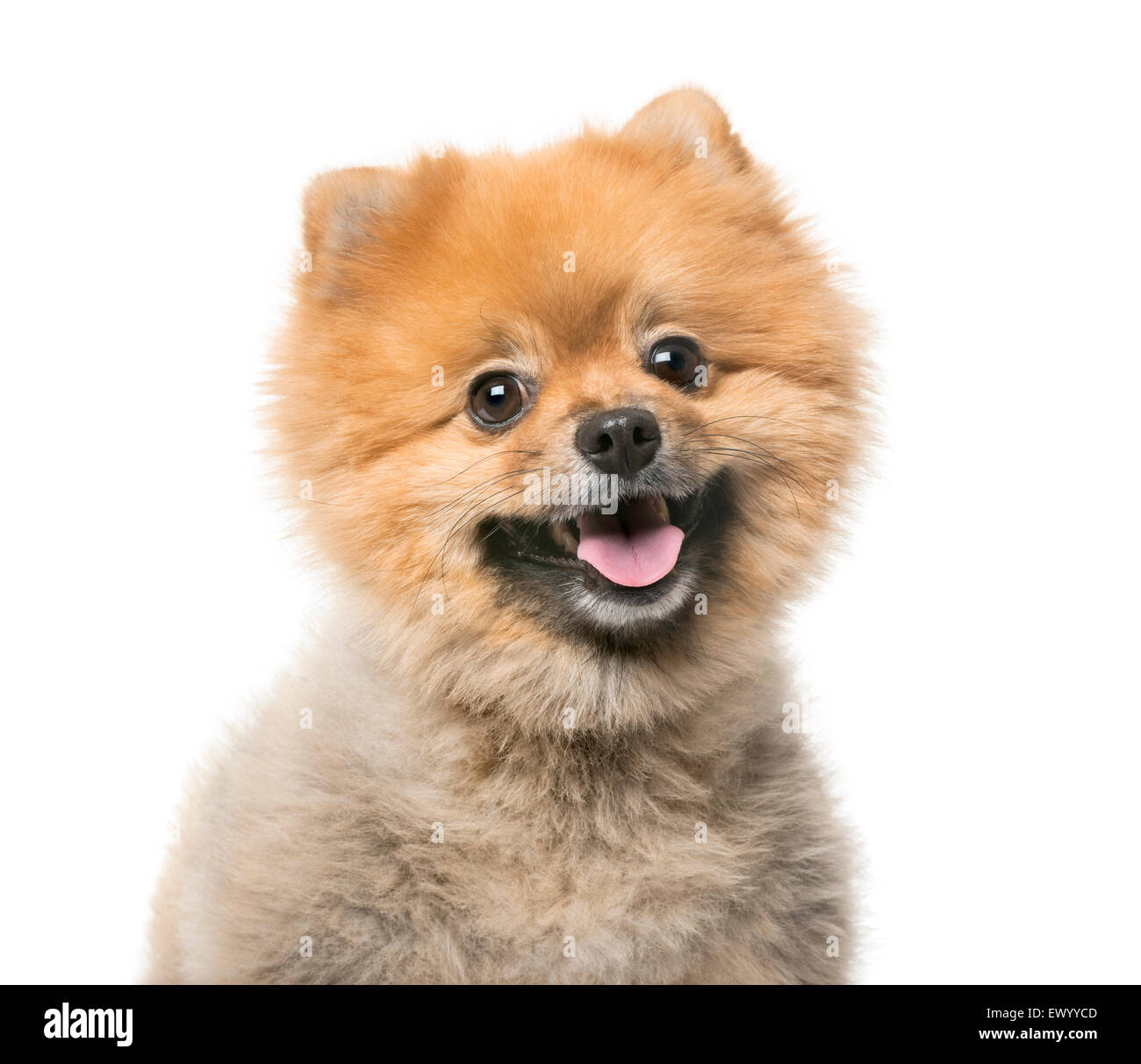 Pomeranian (3 years old) in front of a white background Stock Photo
