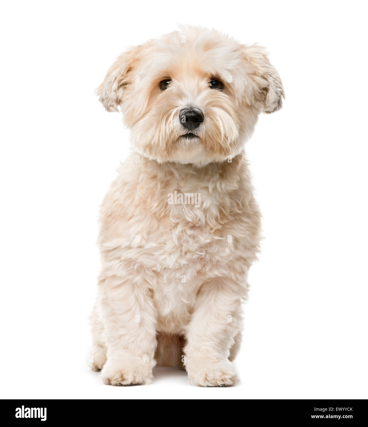 Crossbreed sitting in front of a white background Stock Photo - Alamy