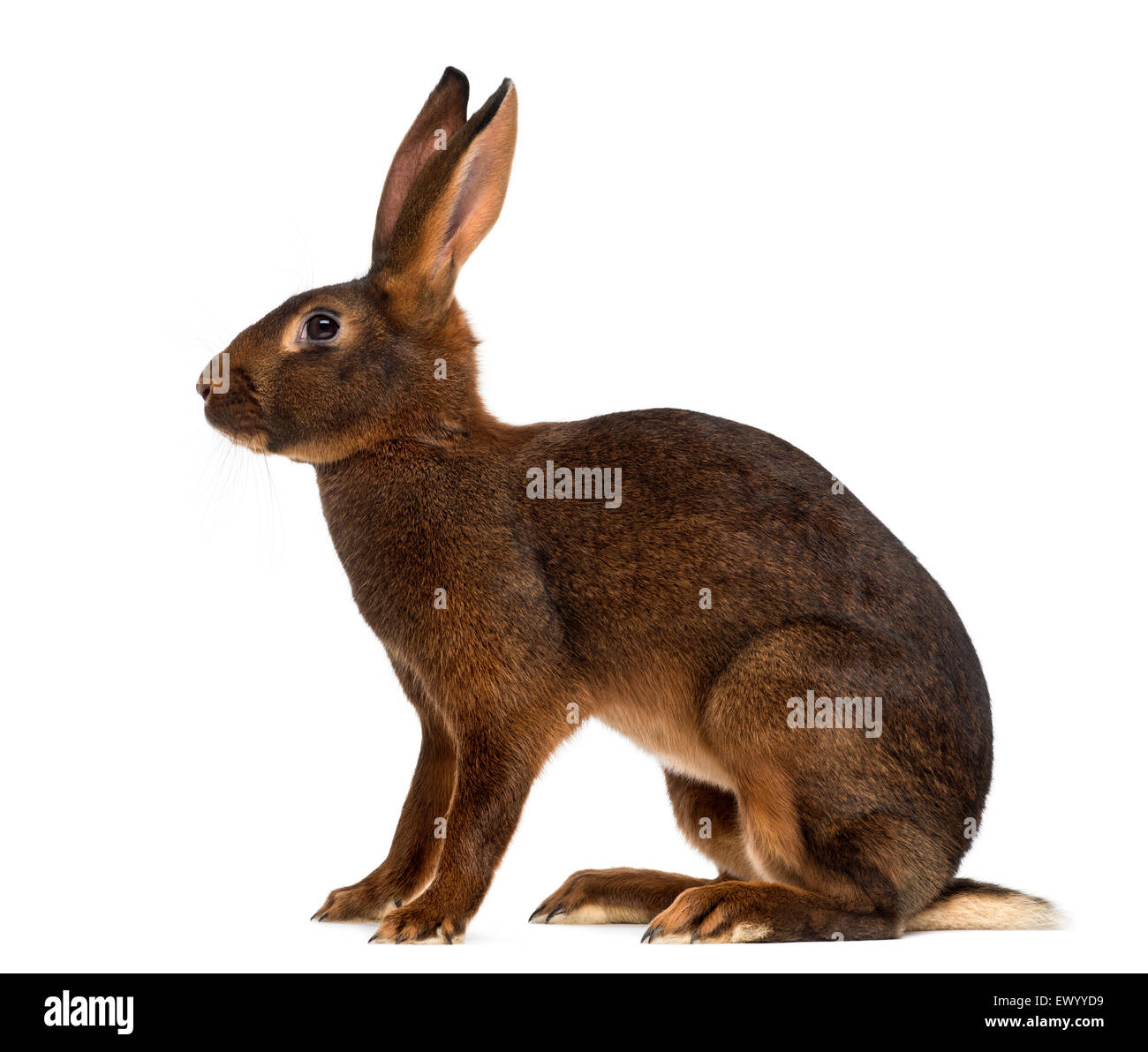 Belgian Hare in front of a white background Stock Photo