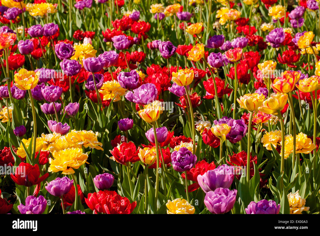 Tulips at the Canadian Tulip Festival, Ottawa, Ontario, Canada Stock Photo