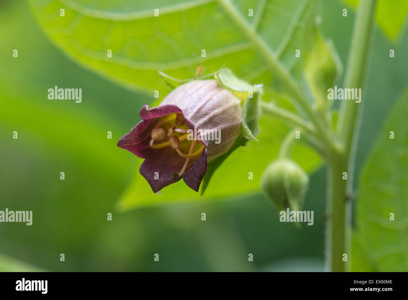 Belladonna or deadly nightshade (Atropa belladonna), Hesse, Germany Stock Photo