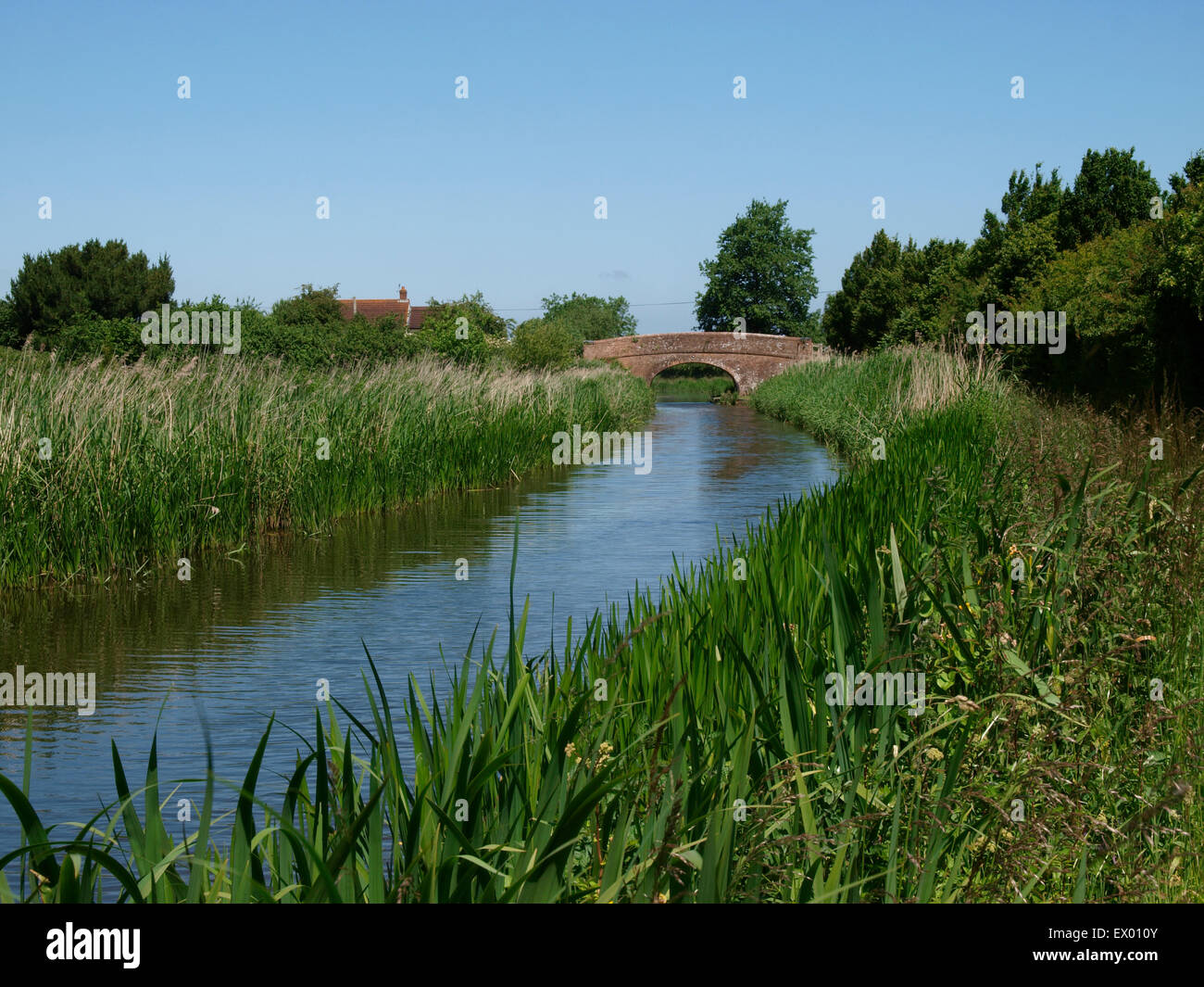 Bridgwater and Taunton Canal, Somerset, UK Stock Photo Alamy