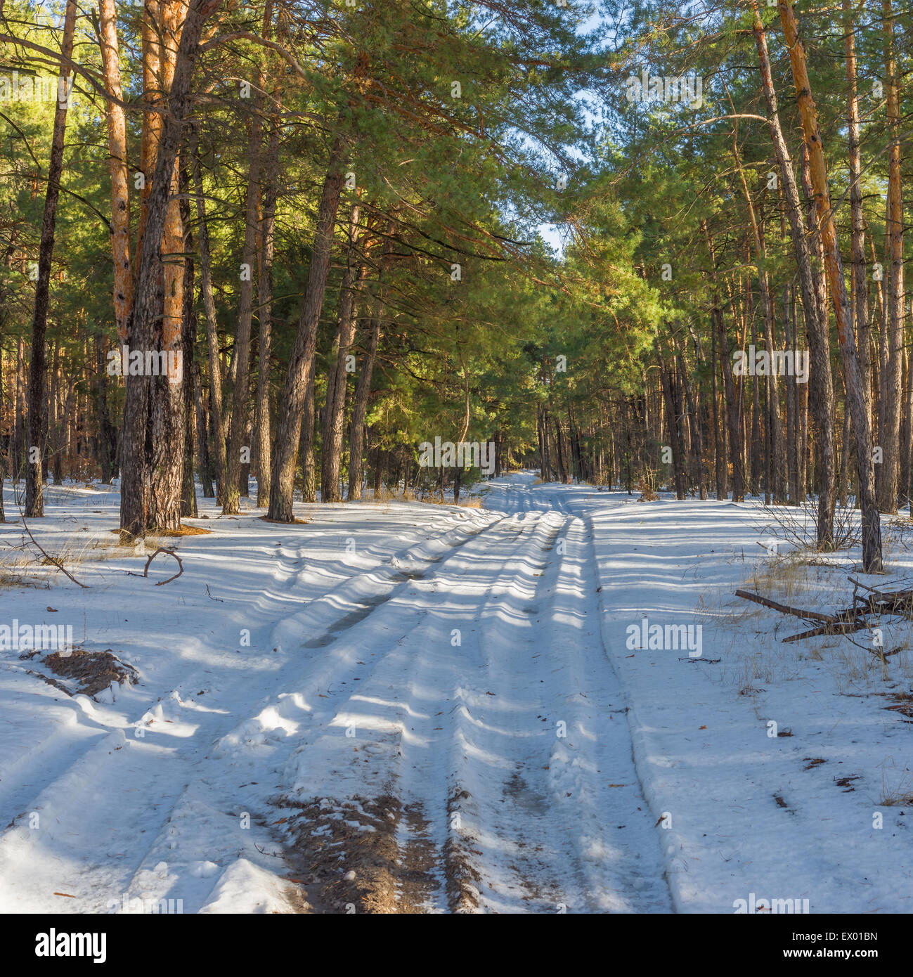Winter pine forest hi-res stock photography and images - Alamy