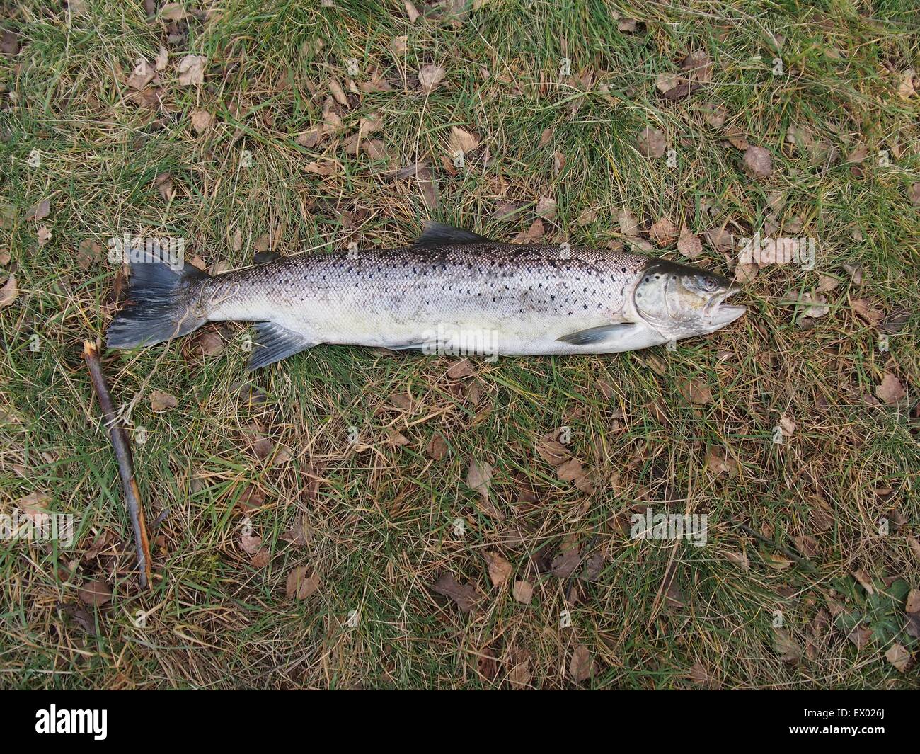 big salmon ongreen grass Stock Photo
