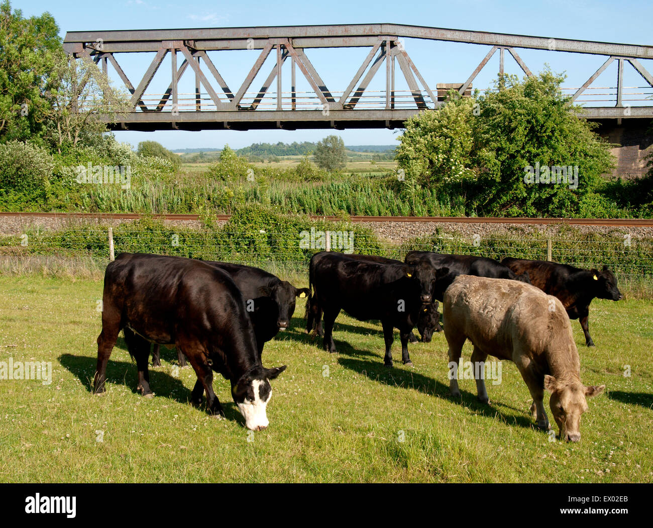 Cows grazing in front of a Through truss railway bridge on the Somerset Levels, UK Stock Photo