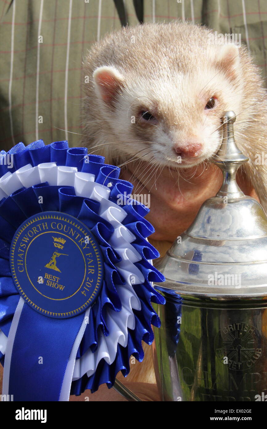 An award-winning 'best in show' ferret is displayed by its owner at Chatsworth Country Fair, Peak District Derbyshire England UK Stock Photo