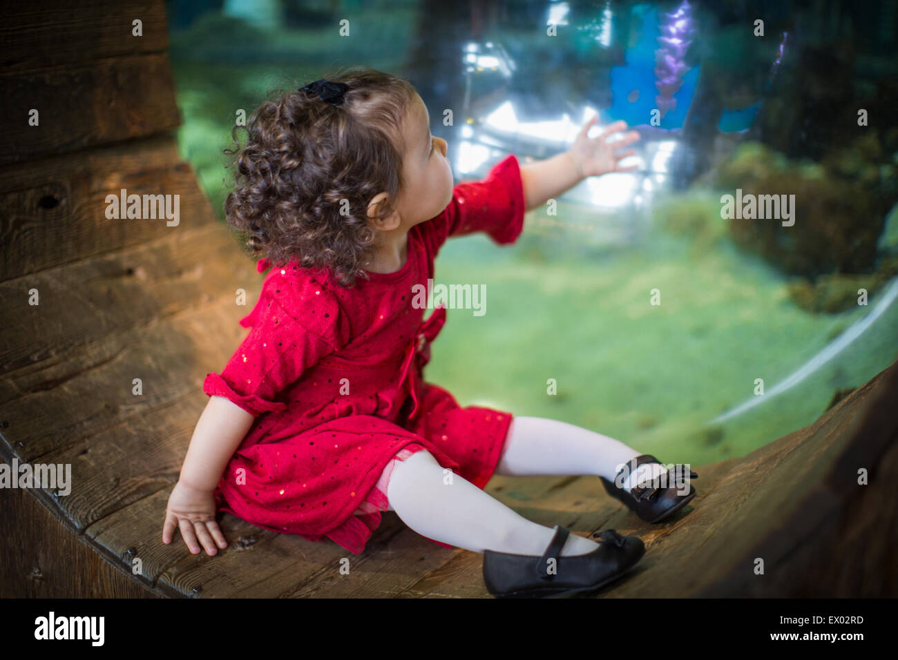 Little girl looking into large aquarium Stock Photo