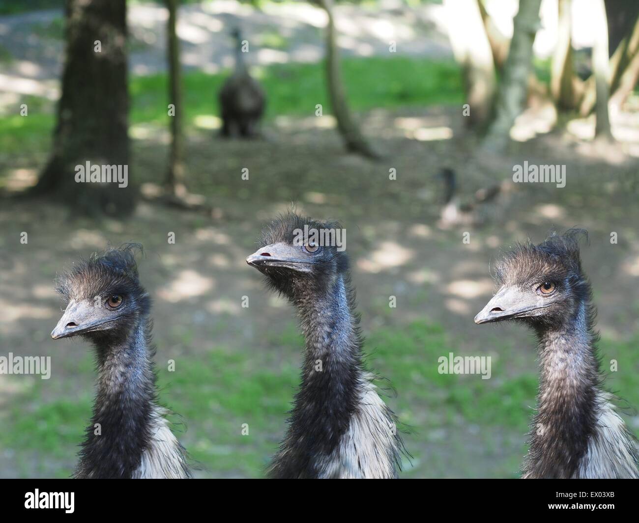 three bird ostrich on forest background Stock Photo