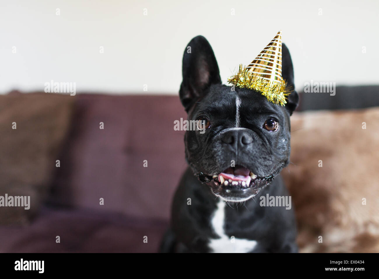 Portrait of cute dog on sofa wearing party hat Stock Photo