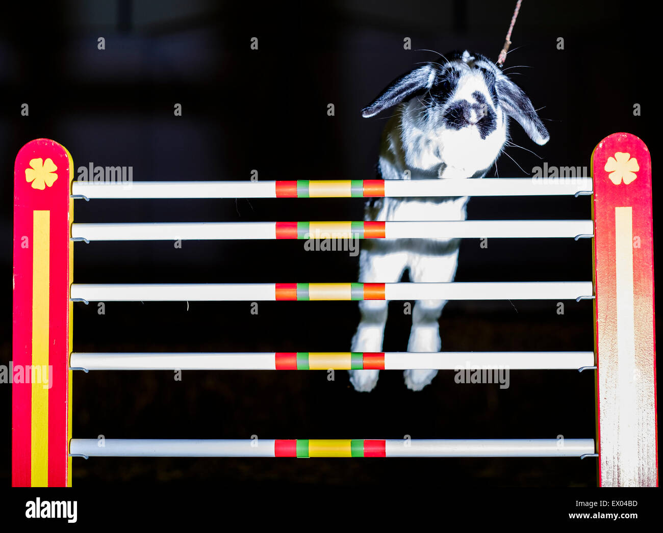 Rabbit Showjumping event at this weekend's pet world. The event kicks off Rabbit Awarness Week