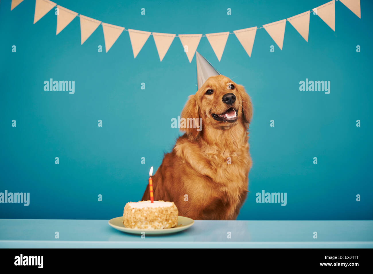 Golden retriever dog birthday party hi-res stock photography and images ...