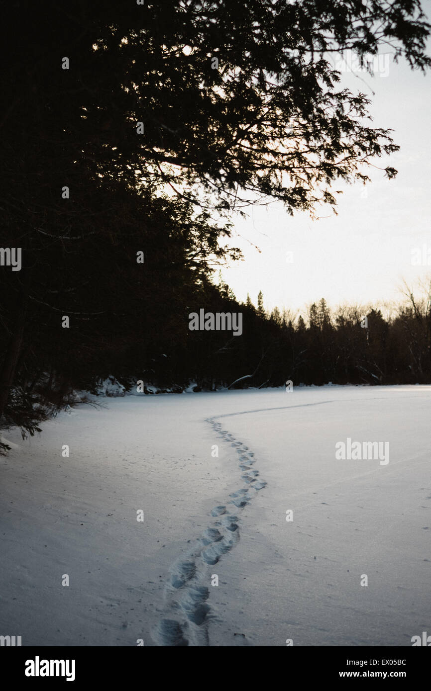 Footprints in snow along edge of forest, Omemee Ontario Canada Stock