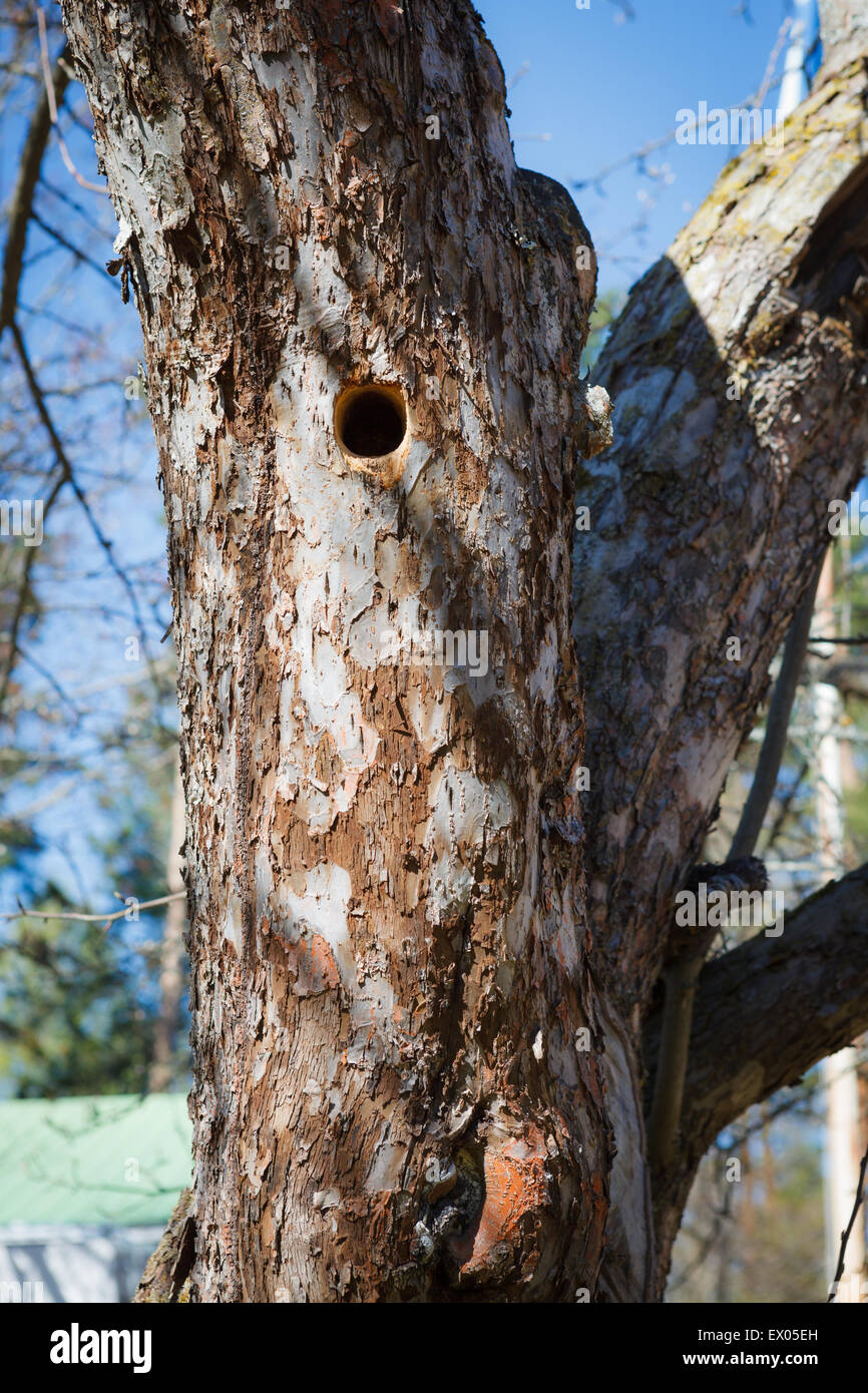 Woodpecker nest in apple tree Stock Photo Alamy