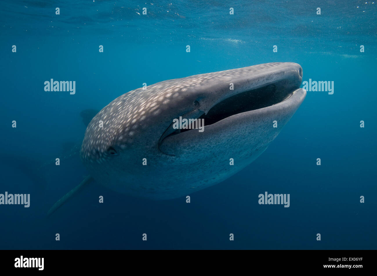 Whale shark (Rhincodon typus) plankton feeding, Contoy Island, Quintana Roo, Mexico Stock Photo