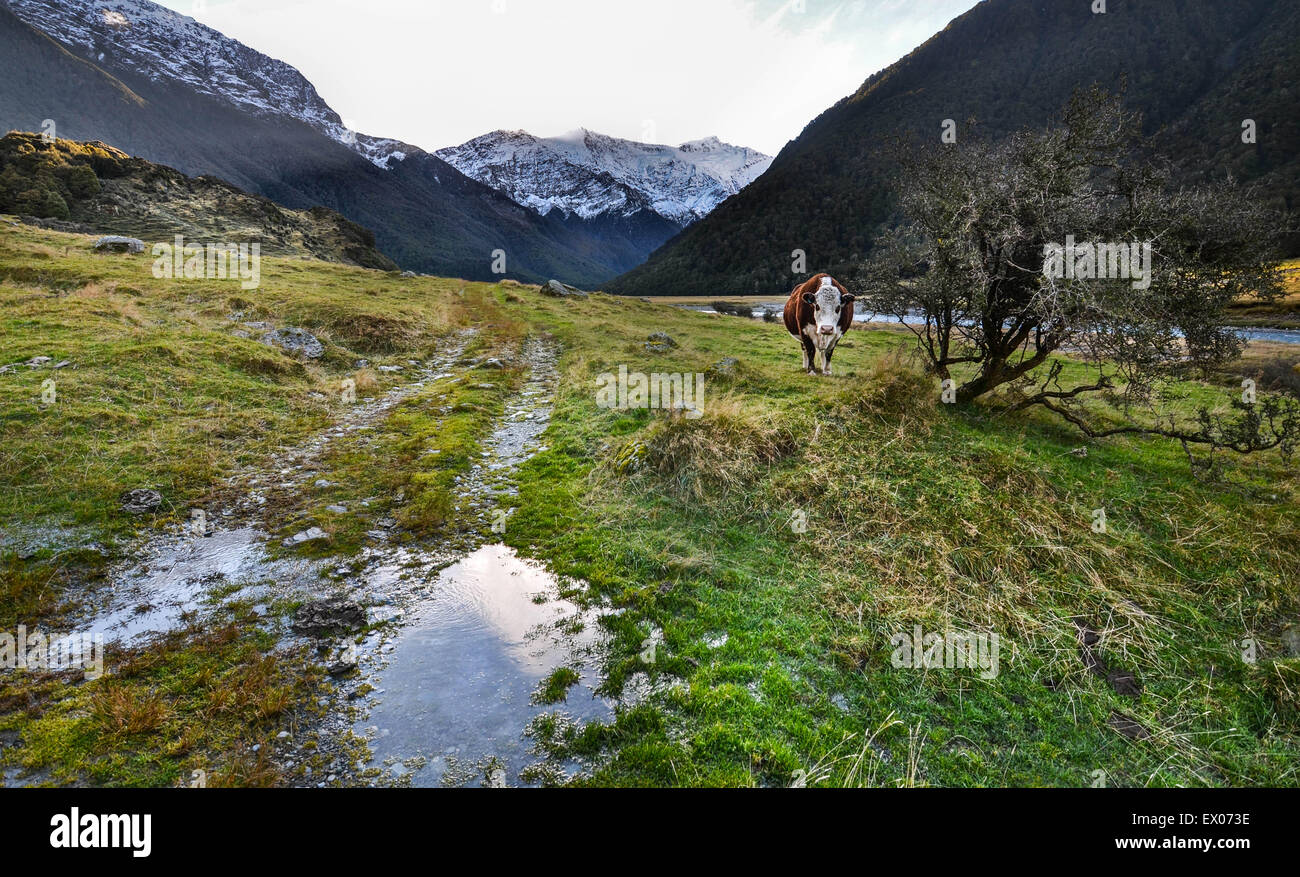 Happy cow within Mt. Aspiring National Park, New Zealand Stock Photo