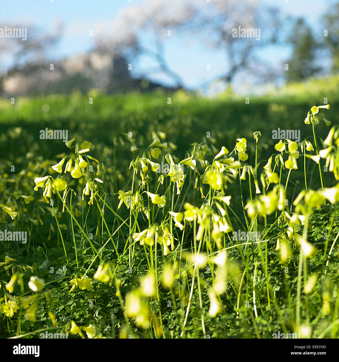 Gardening wildflowers hi-res stock photography and images - Alamy